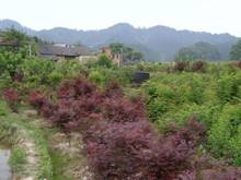 首页| 尊龙·Z6(中国集团)官方网站